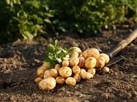 shutterstock_2492960431_potatoes_kartupeļi.jpg