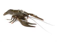Shutterstock_2065307120_crayfish_vēzis.jpg