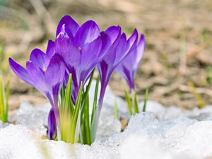 shutterstock_2579914971_crocuses_krokusi.jpg