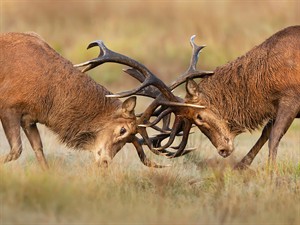 shutterstock_1987806113_deer fighting_brieži cīnās.jpg