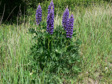 Lupina-mnoholistá-Lupinus-polyphylus-Lindl.1-1024x768.png