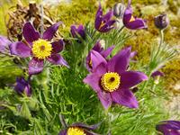 shutterstock_2169676685_pasqueflower_silpurenes.jpg