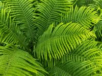 shutterstock_2489012377_fern_paparde.jpg