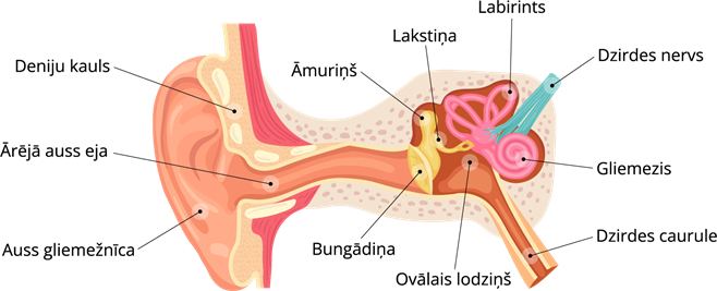 YCUZD_250522_8231_auss_shēma.png