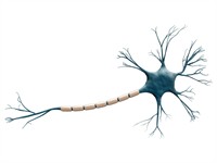 Shutterstock_1718854981_neuron_neirons.jpg