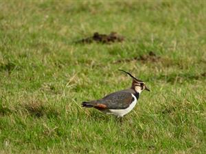 lapwing-pix.jpg