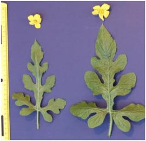 3-gigas watermelon.jpg