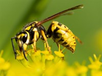 Shutterstock_1168678879_wasp_lapsene.jpg