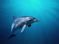 delfīns2.jpg