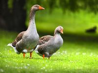 Shutterstock_1442745407_geese_zosis.jpg
