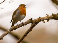 Shutterstock_602203748_bird singing_putns dzied.jpg