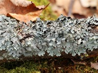 shutterstock_2710685765_The lichen Parmelia sulcata_ķērpis Parmelia sulcata.jpg