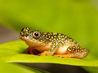 shutterstock_2338066467_frog_varde.jpg