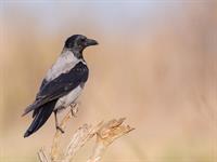 Shutterstock_2041674812_crow_vārna.jpg