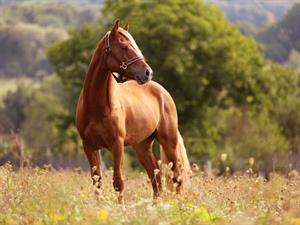 Shutterstock_1175510683_horse_zirgs.jpg