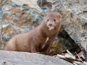 Shutterstock_1731483955_mink_ūdele.jpg