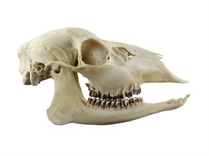 shutterstock_286362716_deer skull_brieža galvaskauss.jpg