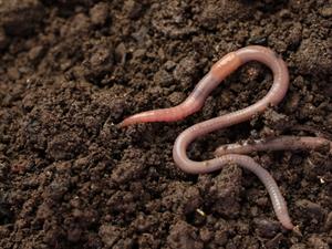 Shutterstock_2331008495_earthworms_dižsliekas.jpg
