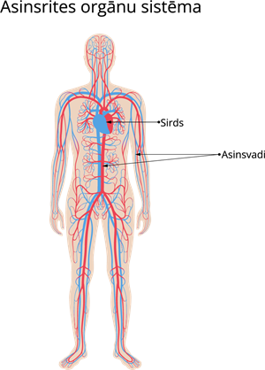 YCUZD_230116_4947_asinsrites orgānu sistēma.png