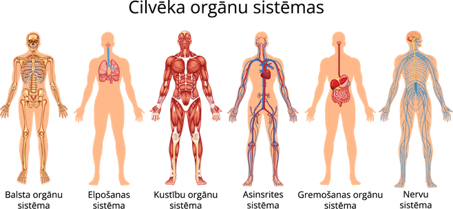 YCUZD_230113_4942_cilvēka orgānu sistēmas.png