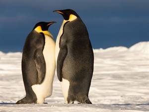 Shutterstock_543147286_penguins_pingvīni.jpg