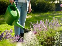 shutterstock_1819470704_watering_laistīt.jpg