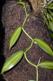 vanilla_planifolia_variegata_small.png