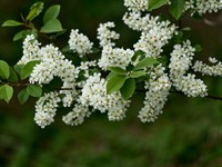 shutterstock_2458524361_bird cherry_ieva.jpg
