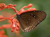 butterfly-354528_1920.jpg