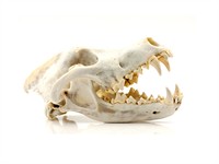 shutterstock_1846341043_wolf skull_vilka galvaskauss.jpg