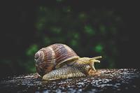snail-3705324_1280.jpg