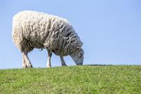 sheep-4797921_960_720.jpg