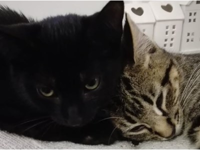 Alberts Krišjānis Jaunzems