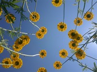 Shutterstock_2043946637_bottom of flowers_puķu apakšas.jpg