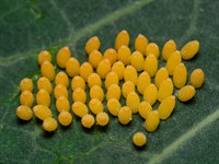 shutterstock_1450753280_cabbage white butterfly eggs_kāposttaureņa olas.jpg