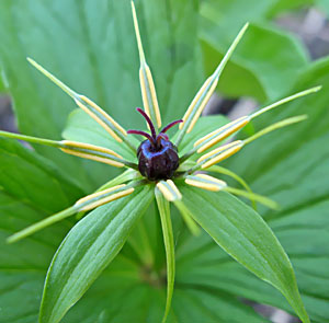 m_paris_quadrifolia_oga_220511.png