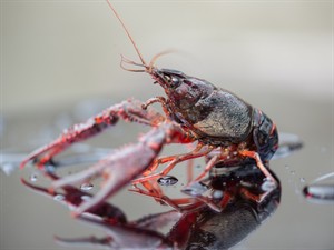 Shutterstock_2017688579_crayfish_vēzis.jpg