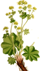 Nordens_flora_Alchemilla_vulgaris_clean.png