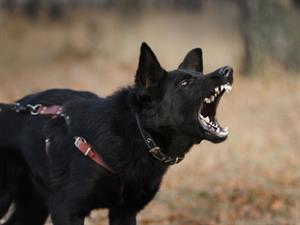 Shutterstock_1561950877_angry dog_agresīvs suns.jpg