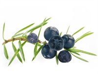 shutterstock_621834044_juniper berries_kadiķa ogas.jpg