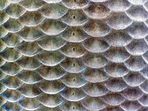 Shutterstock_112283336_fish scales_zivs zvīņas.jpg