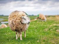 shutterstock_2519145791_sheep_aita.jpg