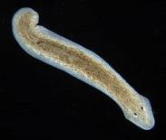 planarian-worm-289-240-6.jpg