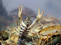 Shutterstock_1959764437_crayfish_vēzis.jpg