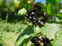 shutterstock_1021624450_blackcurrant_upenes.jpg