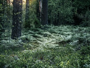 shutterstock_2315750729_forest with ferns_priedes mežā.jpg