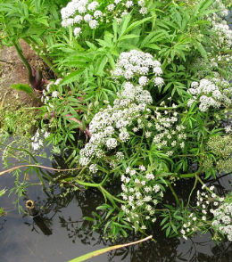 cicuta-virosa-ab-090610b-large (1333).png