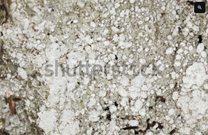 Screenshot 2026-03-31 103209.png