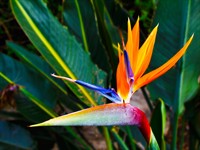 shutterstock_617518064_bird of paradise_dzeltenā strelīcija.jpg