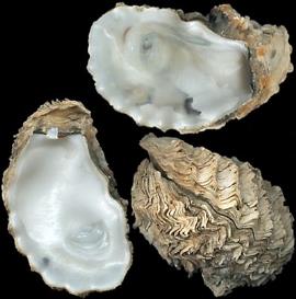crassostrea_gigas3.jpg